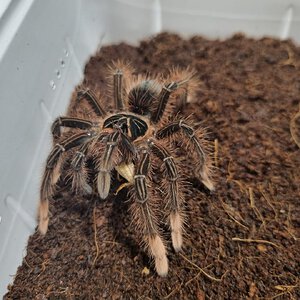 Theraphosa apophysis juvenile female