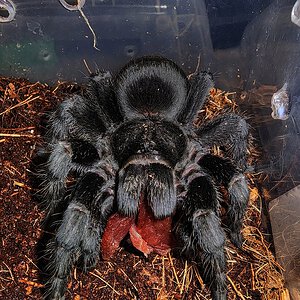 G pulchra eating a slice of beef