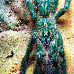 Poecilotheria rufilata female