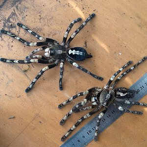 0.1 Poecilotheria subfusca (lowland)