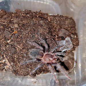 0.0.1 Lasiodora parahybana