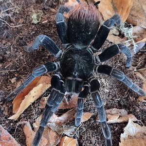 Pamphobeteus c.f. antinous SAF