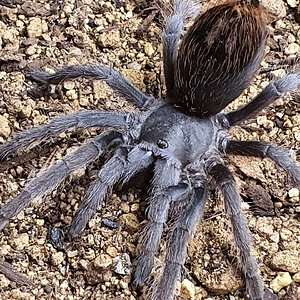 0.1 Aphonopelma sp nov