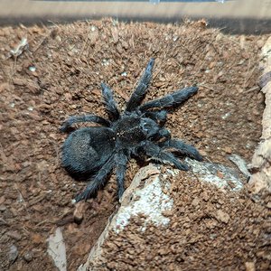 Grammostola pulchra