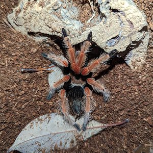 Brachypelma boehmei