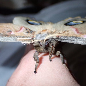 Antheraea polyphemus moth female