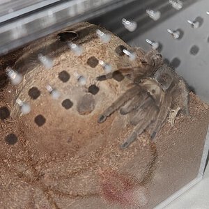 Coco Pre molt