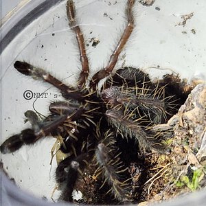 0.0.1 Cyriopagopus sp. Sumatran tiger - 1.375" DLS