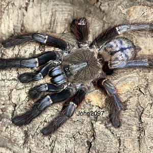 Phormigochilus sp. sabah blue