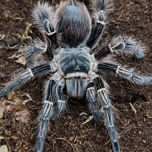 Eupalaestrus camperstratus