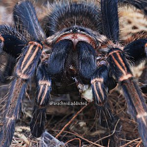 Thrixopelma lagunas.