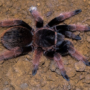 Brachypelma klaasi