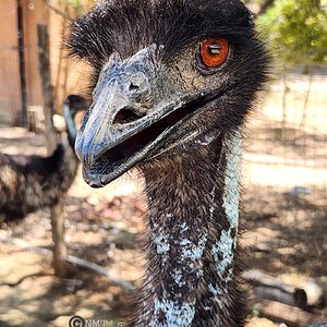 Emu (Dromaius novaehollandiae)