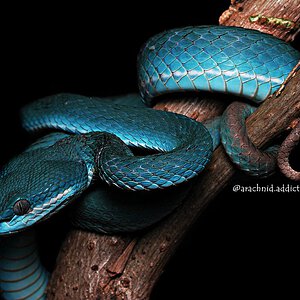 Trimeresurus insularis.