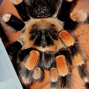 Brachypelma smithi