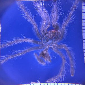 Poecilotheria-metallica8.jpg