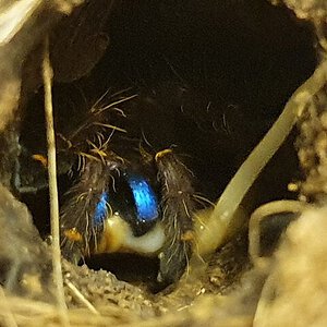 E. cyanognathus juvenile enjoying worm