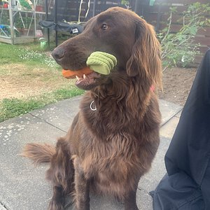 Flat-coated retriever