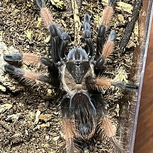 Brachypelma emilia