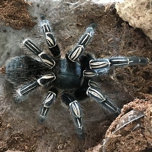 Aphonopelma seemanni