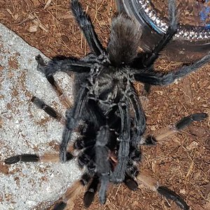 aphonopelma moderatum pairing rocky your boy rocky running the guantlet again