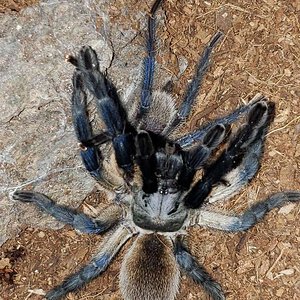 Monocentropus balfouri Benjermin pairing round 2