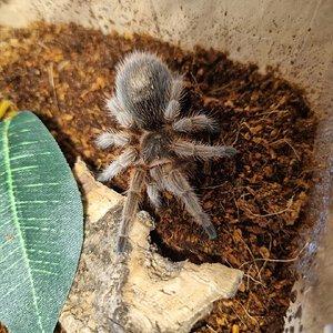 Grammostola rosea Red small female