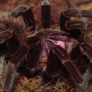 X. immanis - Subadult female photo 2