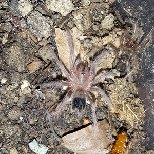 0.0.1 Lasiodora parahybana ~1"