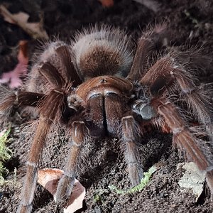 Theraphosa apophysis