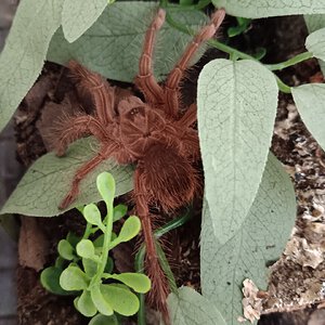 Juvenile female T. stirmi