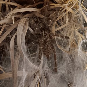 P. murinus 'Kigoma' female