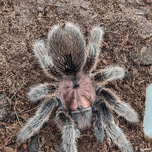 Grammostola porteri