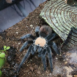 Female B. albiceps