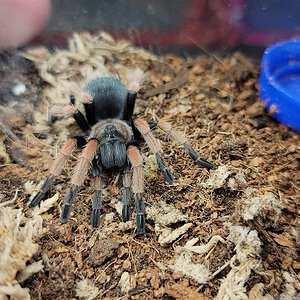 B. boehmei or emilia?