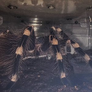 Ultimate tarantula drinking pic