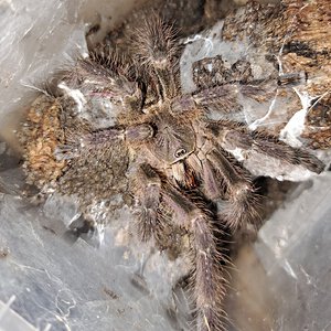 1.0 (MM) Poecilotheria subfusca 'Lowland' ~4"