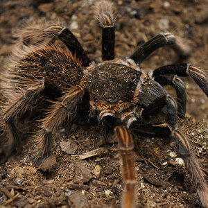 Sericopelma sp santa catalina