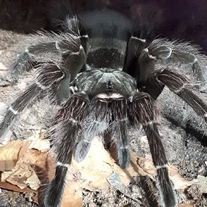 Theraphosa blondi