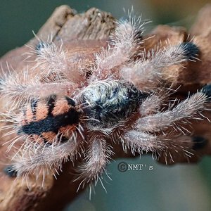 0.0.1 Avicularia minatrix - 0.875" DLS