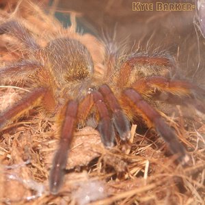 Harpactira-Pulchripes13.jpg