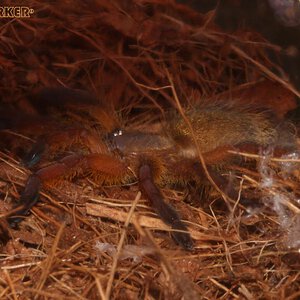 Harpactira-Pulchripes14.jpg