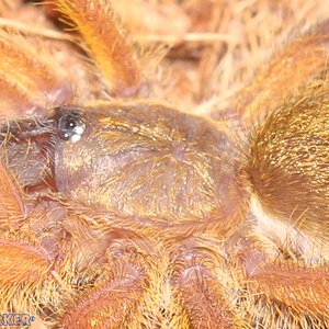 Harpactira-Pulchripes16.jpg