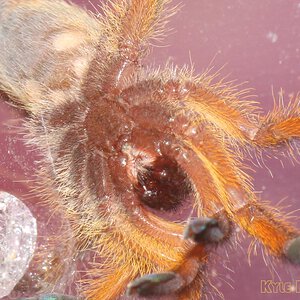 Harpactira-Pulchripes17.jpg