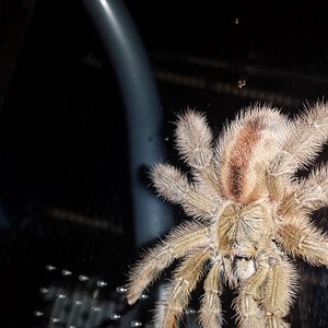 Iridopelma hirsutum-Amazon Ribbed Tarantula.jpg