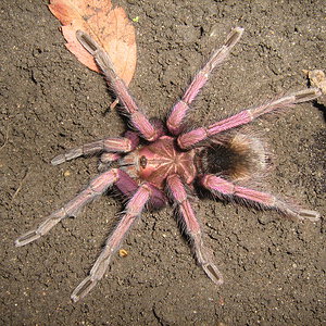 03-Pamphobeteus sp MACHALA-m-NZ-2007.JPG