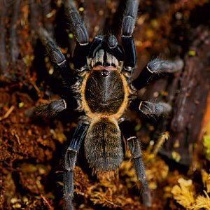 Ornithoctoninae sp. "laos" (trapdoor)