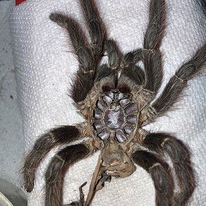 lasiodora difficilis.jpeg