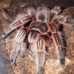 Grammostola rosea (RCF)