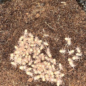 Grammostola pulchra 1st instar